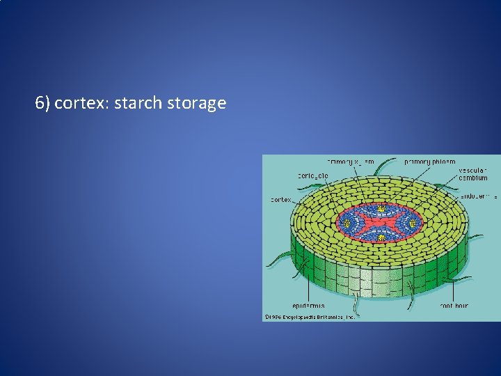 6) cortex: starch storage 