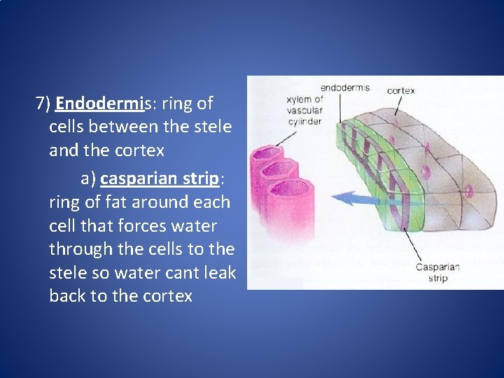7) Endodermis: ring of cells between the stele and the cortex a) casparian strip: