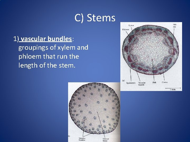 C) Stems 1) vascular bundles: groupings of xylem and phloem that run the length