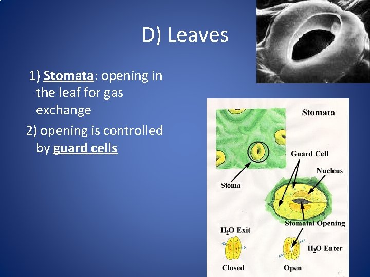 D) Leaves 1) Stomata: opening in the leaf for gas exchange 2) opening is