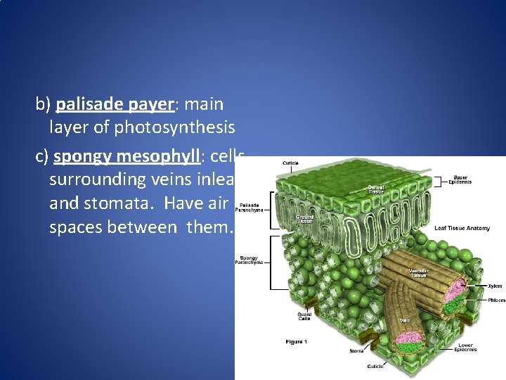 b) palisade payer: main layer of photosynthesis c) spongy mesophyll: cells surrounding veins inleaf