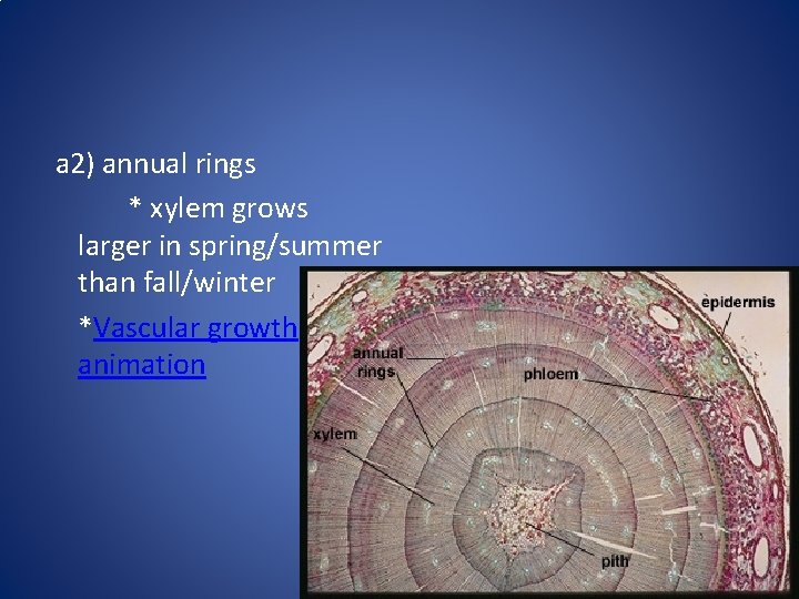 a 2) annual rings * xylem grows larger in spring/summer than fall/winter *Vascular growth