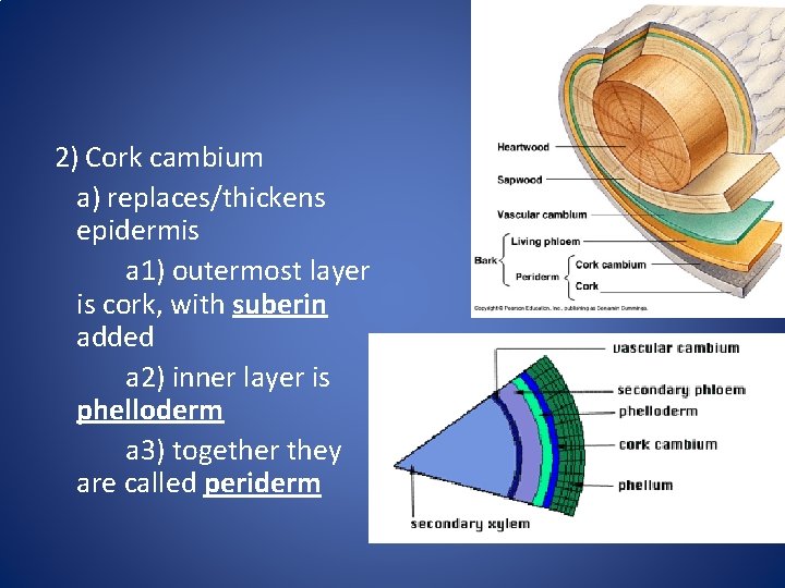 2) Cork cambium a) replaces/thickens epidermis a 1) outermost layer is cork, with suberin