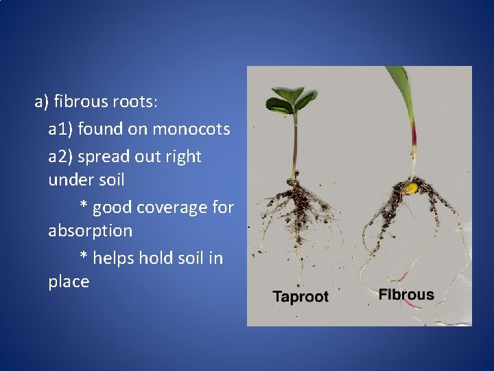 a) fibrous roots: a 1) found on monocots a 2) spread out right under