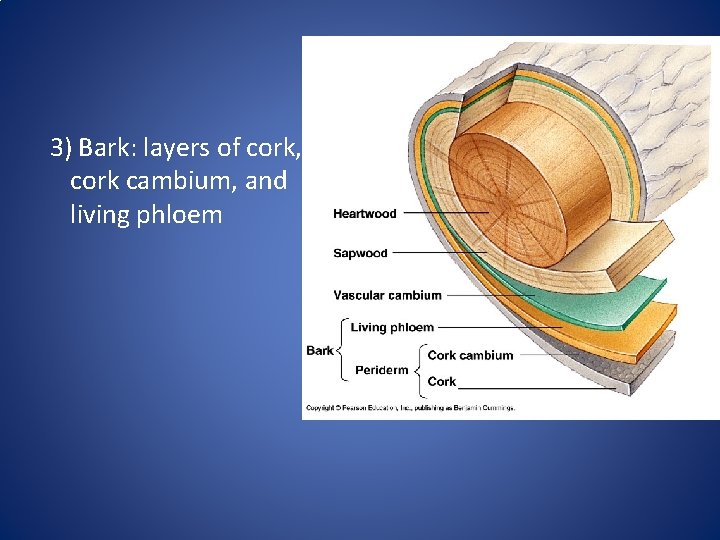 3) Bark: layers of cork, cork cambium, and living phloem 