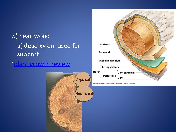 5) heartwood a) dead xylem used for support *plant growth review 