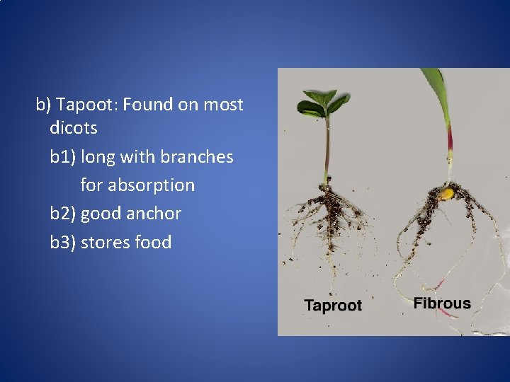 b) Tapoot: Found on most dicots b 1) long with branches for absorption b