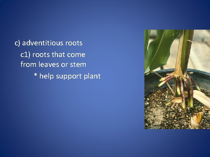 c) adventitious roots c 1) roots that come from leaves or stem * help