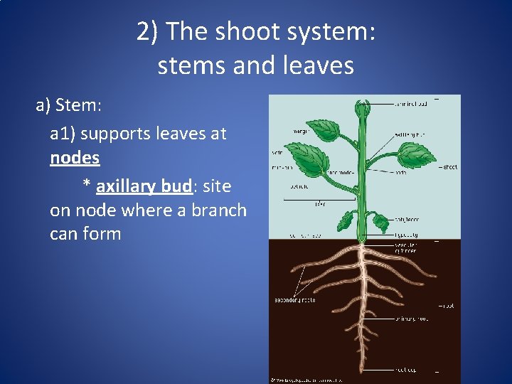 2) The shoot system: stems and leaves a) Stem: a 1) supports leaves at