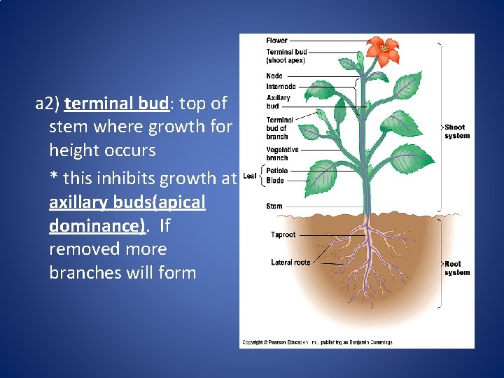 a 2) terminal bud: top of stem where growth for height occurs * this