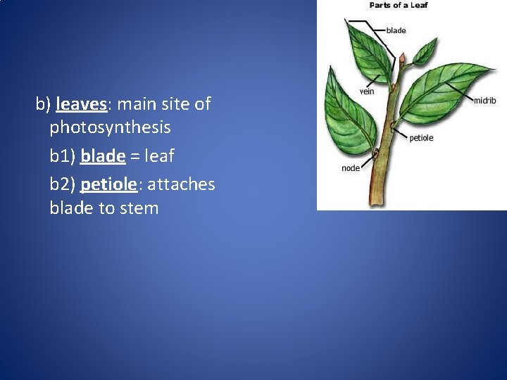 b) leaves: main site of photosynthesis b 1) blade = leaf b 2) petiole: