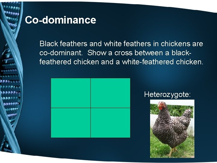 Co-dominance Black feathers and white feathers in chickens are co-dominant. Show a cross between