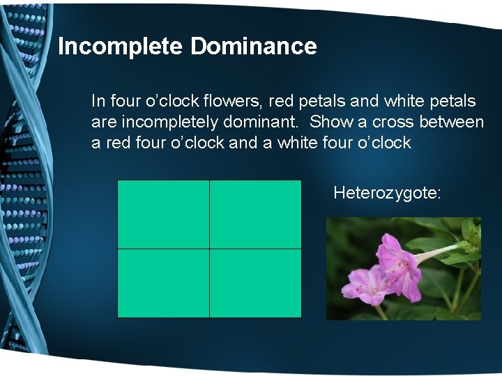 Incomplete Dominance In four o’clock flowers, red petals and white petals are incompletely dominant.