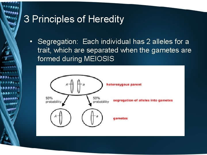 3 Principles of Heredity • Segregation: Each individual has 2 alleles for a trait,