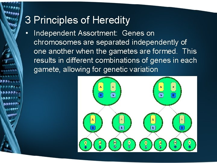 3 Principles of Heredity • Independent Assortment: Genes on chromosomes are separated independently of