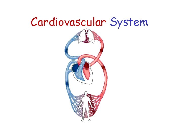 Cardiovascular System 