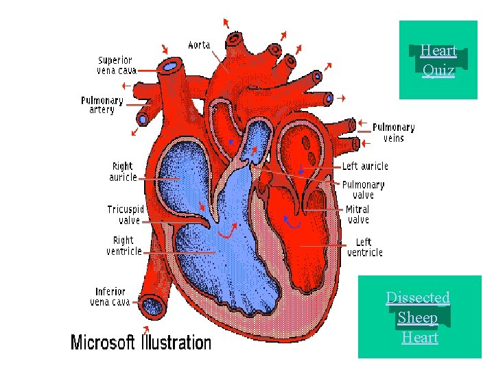 Heart Quiz Dissected Sheep Heart 