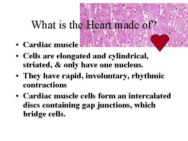 What is the Heart made of? • Cardiac muscle • Cells are elongated and