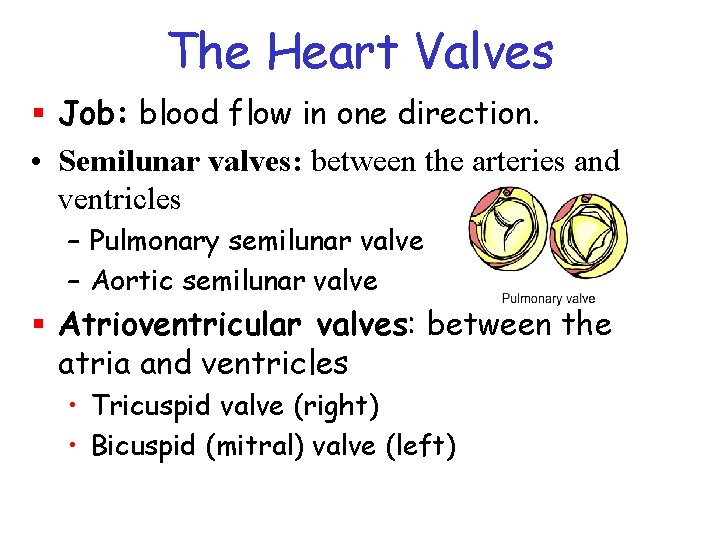 The Heart Valves § Job: blood flow in one direction. • Semilunar valves: between