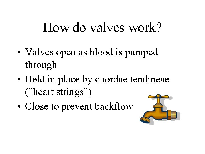 How do valves work? • Valves open as blood is pumped through • Held