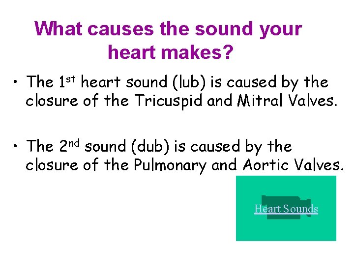 What causes the sound your heart makes? • The 1 st heart sound (lub)