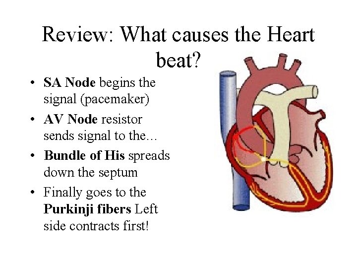 Review: What causes the Heart beat? • SA Node begins the signal (pacemaker) •
