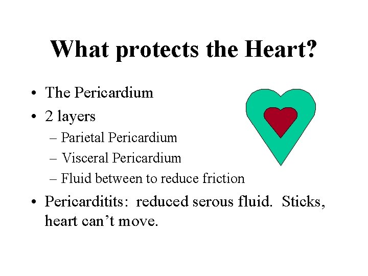 What protects the Heart? • The Pericardium • 2 layers – Parietal Pericardium –
