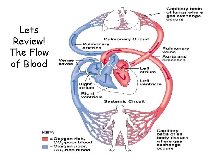 Lets Review! The Flow of Blood 