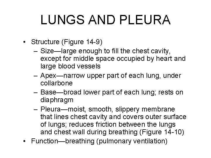 LUNGS AND PLEURA • Structure (Figure 14 -9) – Size—large enough to fill the