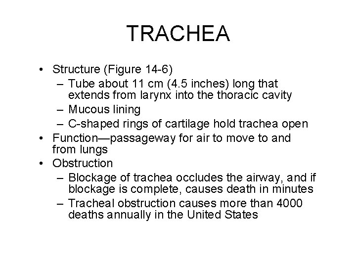 TRACHEA • Structure (Figure 14 -6) – Tube about 11 cm (4. 5 inches)