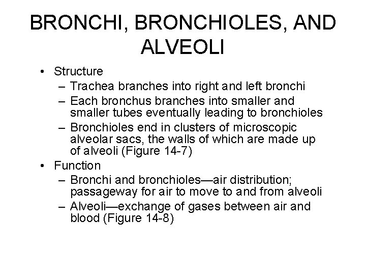 BRONCHI, BRONCHIOLES, AND ALVEOLI • Structure – Trachea branches into right and left bronchi