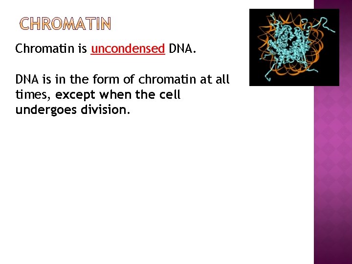 Chromatin is uncondensed DNA is in the form of chromatin at all times, except