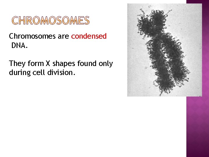 Chromosomes are condensed DNA. They form X shapes found only during cell division. 