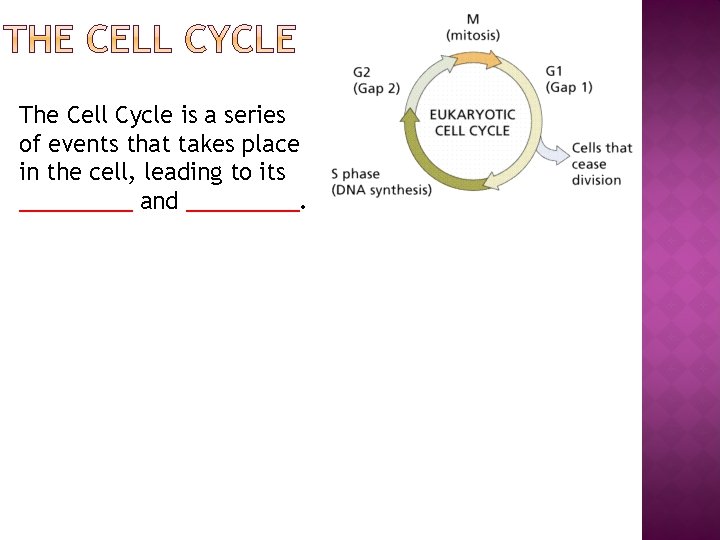 The Cell Cycle is a series of events that takes place in the cell,