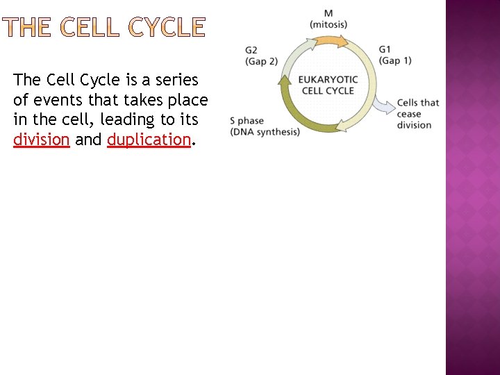 The Cell Cycle is a series of events that takes place in the cell,