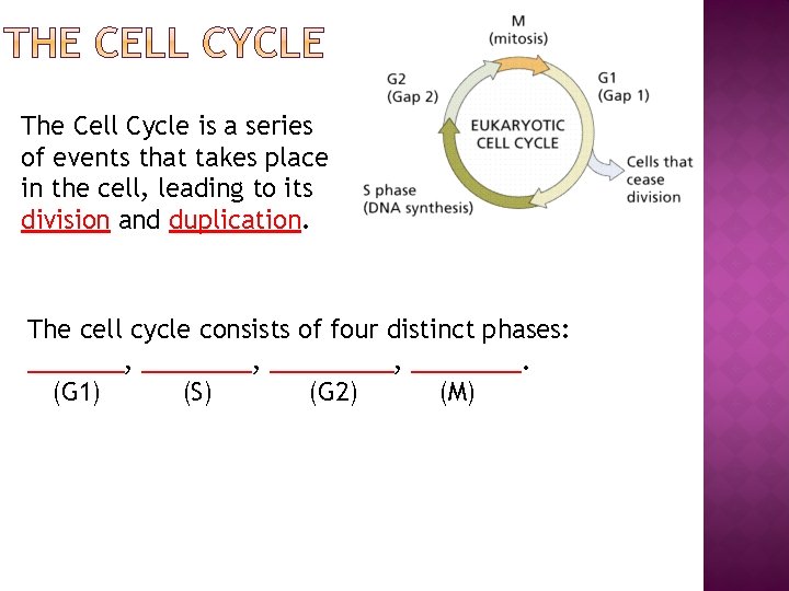 The Cell Cycle is a series of events that takes place in the cell,