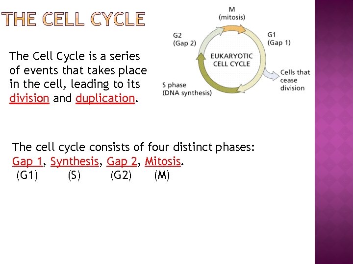 The Cell Cycle is a series of events that takes place in the cell,