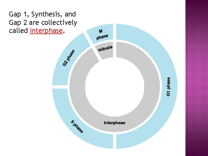 Gap 1, Synthesis, and Gap 2 are collectively called Interphase. 