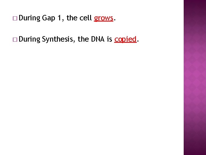 � During Gap 1, the cell grows. � During Synthesis, the DNA is copied.