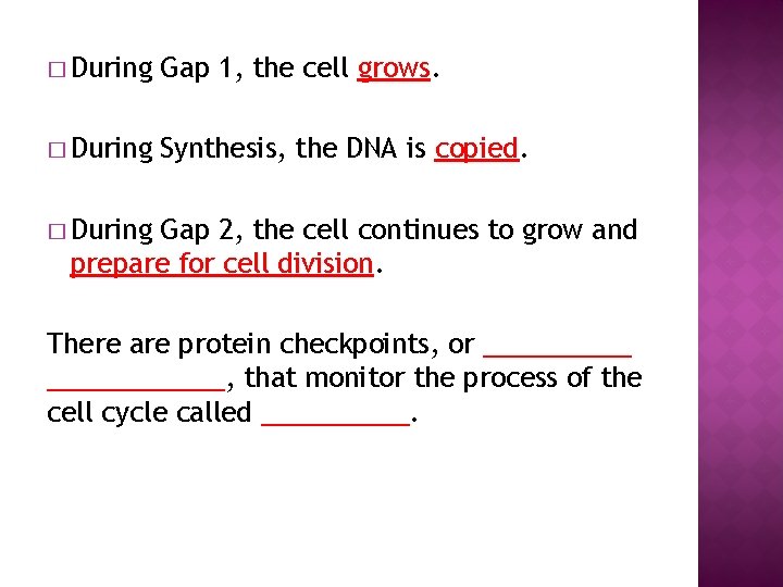 � During Gap 1, the cell grows. � During Synthesis, the DNA is copied.