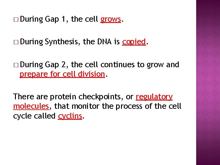 � During Gap 1, the cell grows. � During Synthesis, the DNA is copied.
