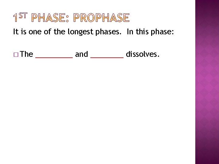 It is one of the longest phases. In this phase: � The _____ and