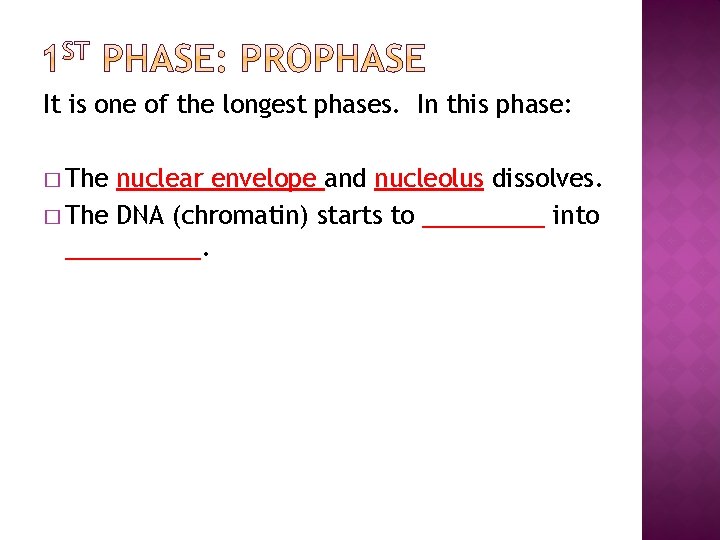 It is one of the longest phases. In this phase: � The nuclear envelope