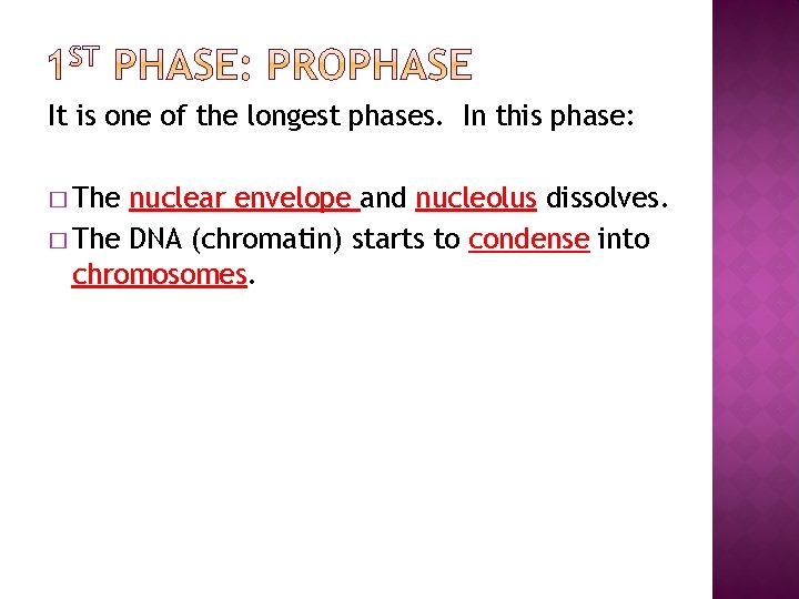 It is one of the longest phases. In this phase: � The nuclear envelope