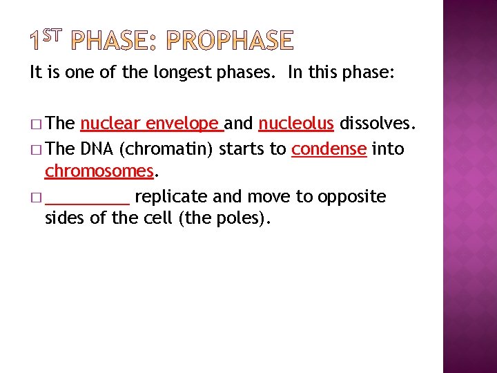 It is one of the longest phases. In this phase: � The nuclear envelope