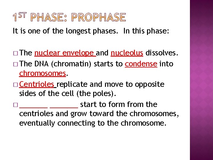 It is one of the longest phases. In this phase: � The nuclear envelope