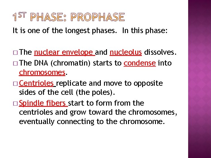 It is one of the longest phases. In this phase: � The nuclear envelope