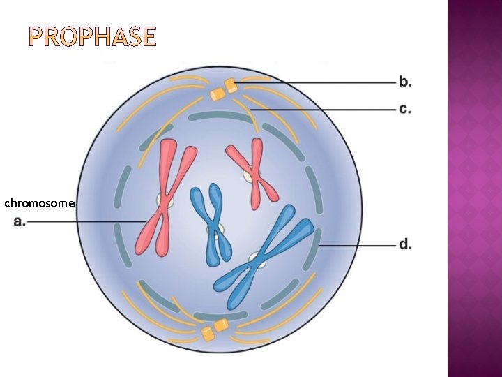 chromosome 