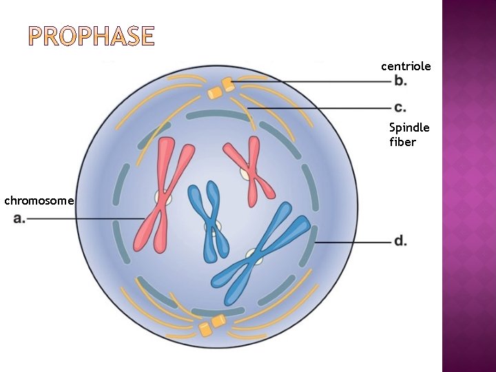 centriole Spindle fiber chromosome 