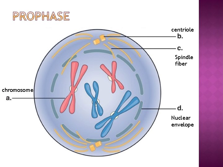 centriole Spindle fiber chromosome Nuclear envelope 